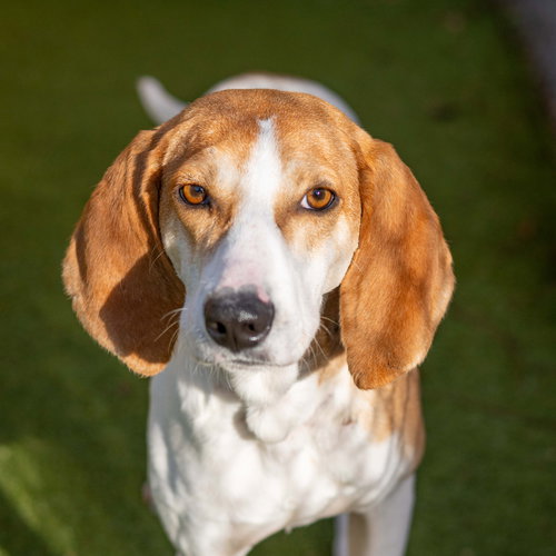 picture of the dog needing adoption