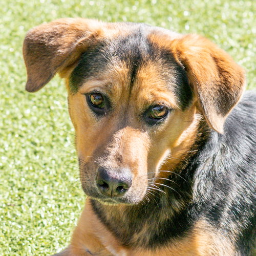Courtney, an adoptable Hound in Hilton Head, SC