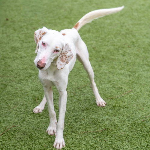 Dino, an adoptable Hound in Hilton Head, SC