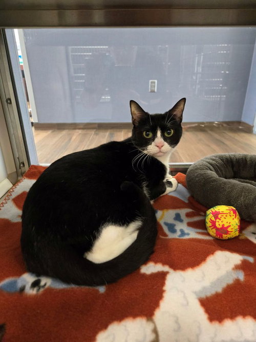 picture of the cat needing adoption