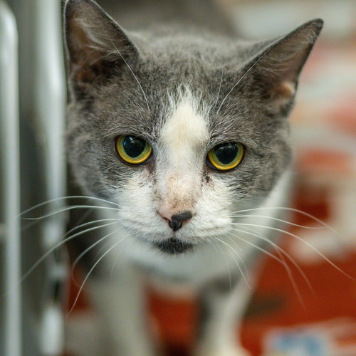 picture of the cat needing adoption