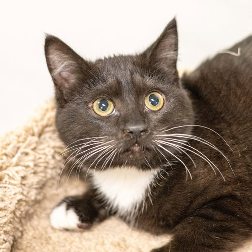 picture of the cat needing adoption
