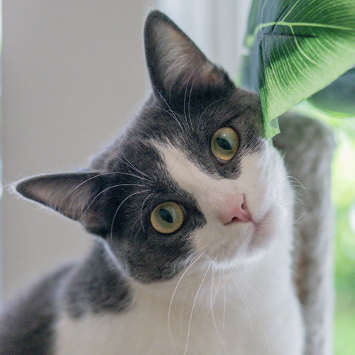 Izzy, an adoptable Domestic Short Hair in Hilton Head, SC