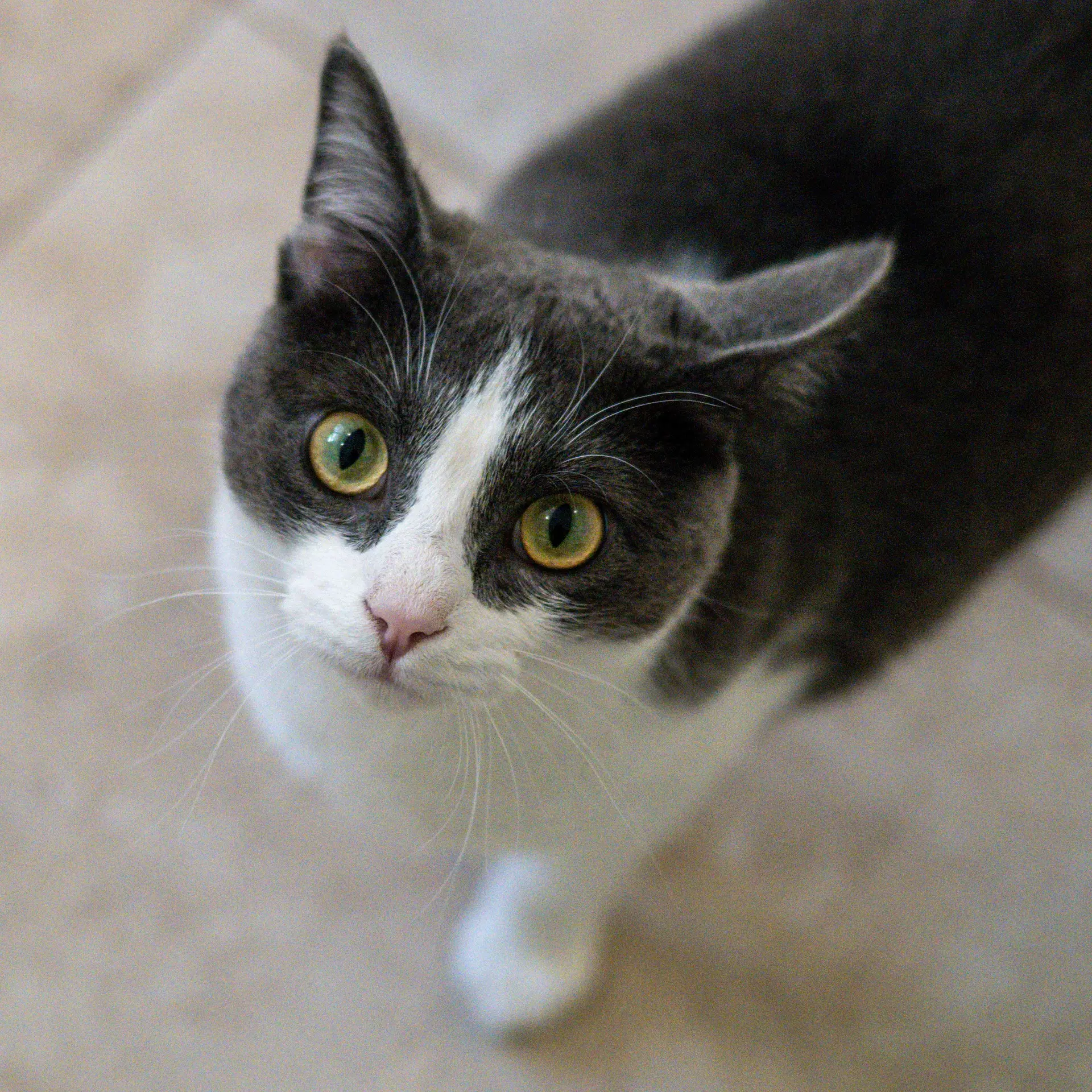 Izzy image 3
