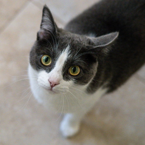 Photo 3 of Izzy