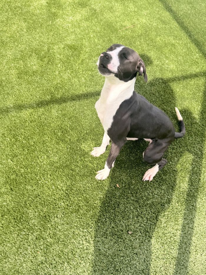 Lexi Image