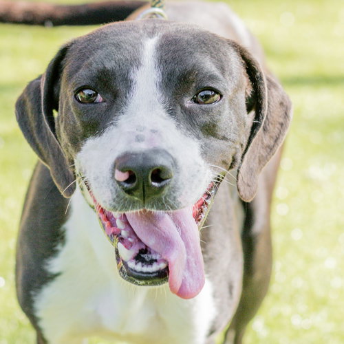 Lexi, an adoptable Hound in Hilton Head, SC