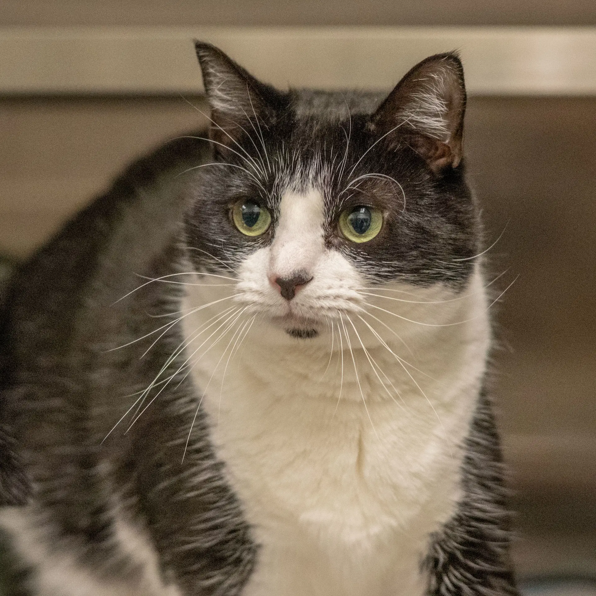Martha May - Domestic Short Hair