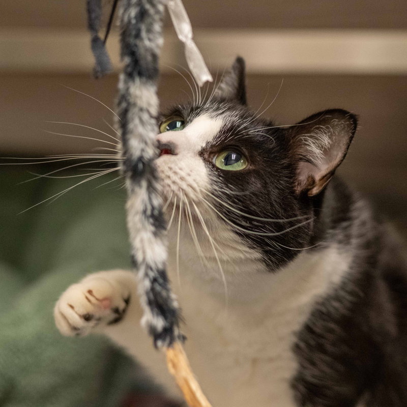 Martha May, an adoptable Domestic Short Hair (short coat)