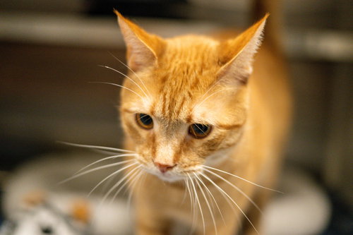 picture of the cat needing adoption