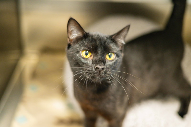 Onyx, an adoptable Domestic Short Hair (short coat)