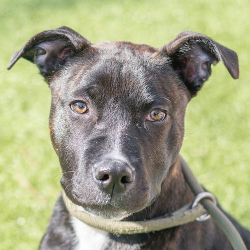Pluto, an adoptable Terrier in Hilton Head, SC
