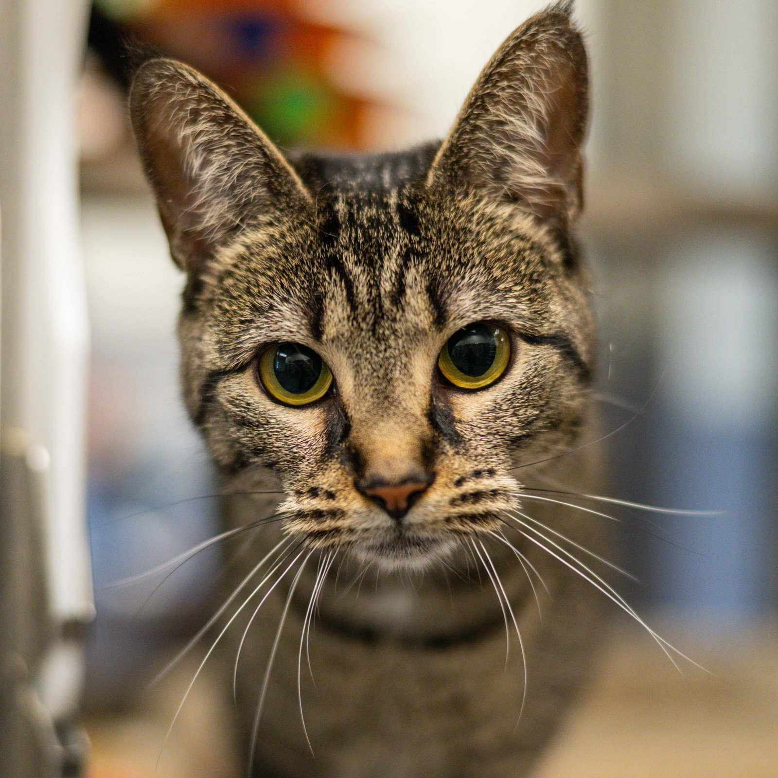 Pepper Image