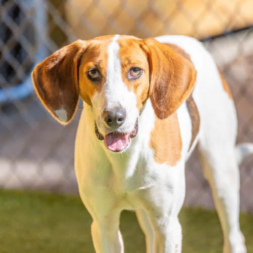 picture of the dog needing adoption