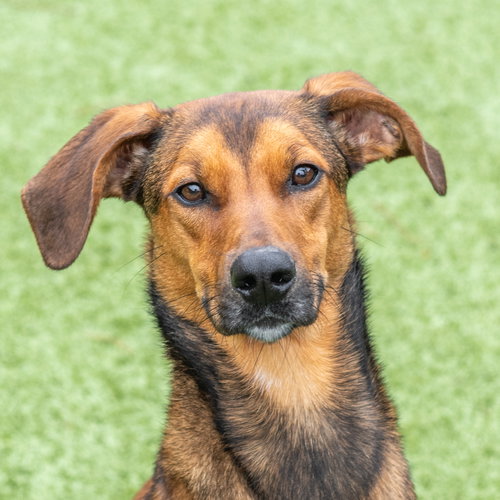 picture of the dog needing adoption