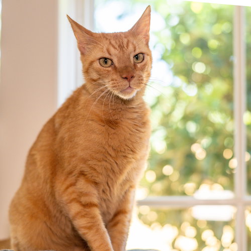 Rusty, an adoptable Domestic Short Hair in Hilton Head, SC