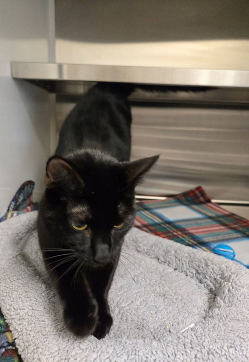 picture of the cat needing adoption