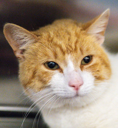 picture of the cat needing adoption