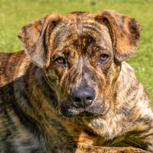 Raja, an adoptable Terrier in Hilton Head, SC