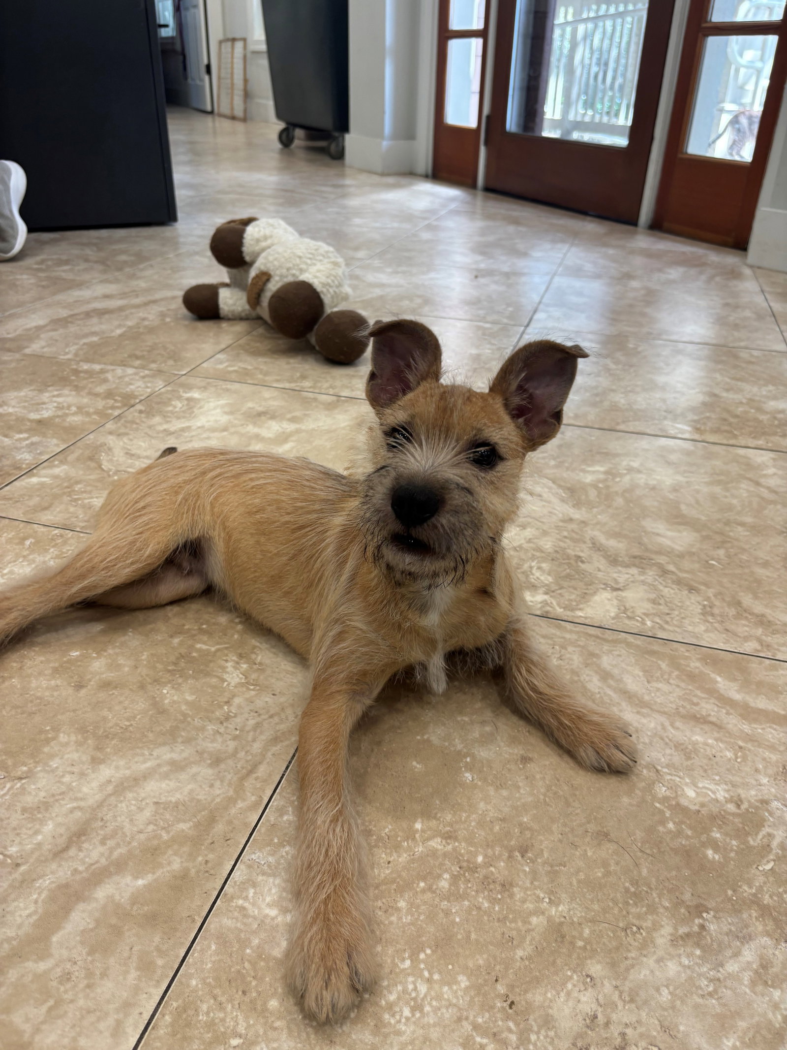 Benji Image