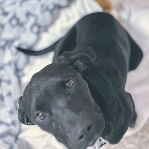 Mazie Image