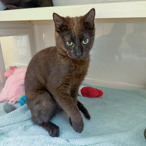 picture of the cat needing adoption