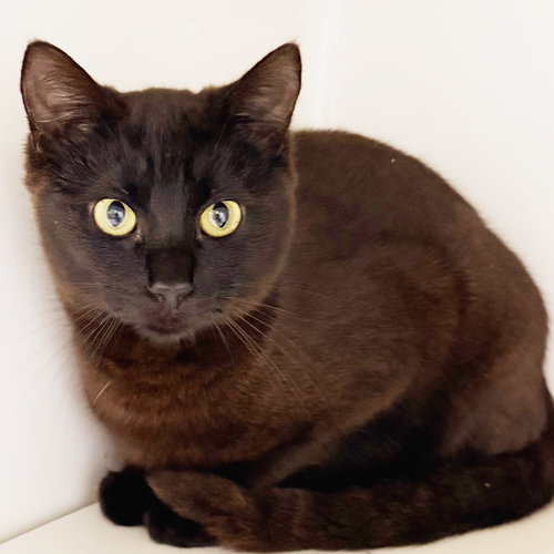 picture of the cat needing adoption