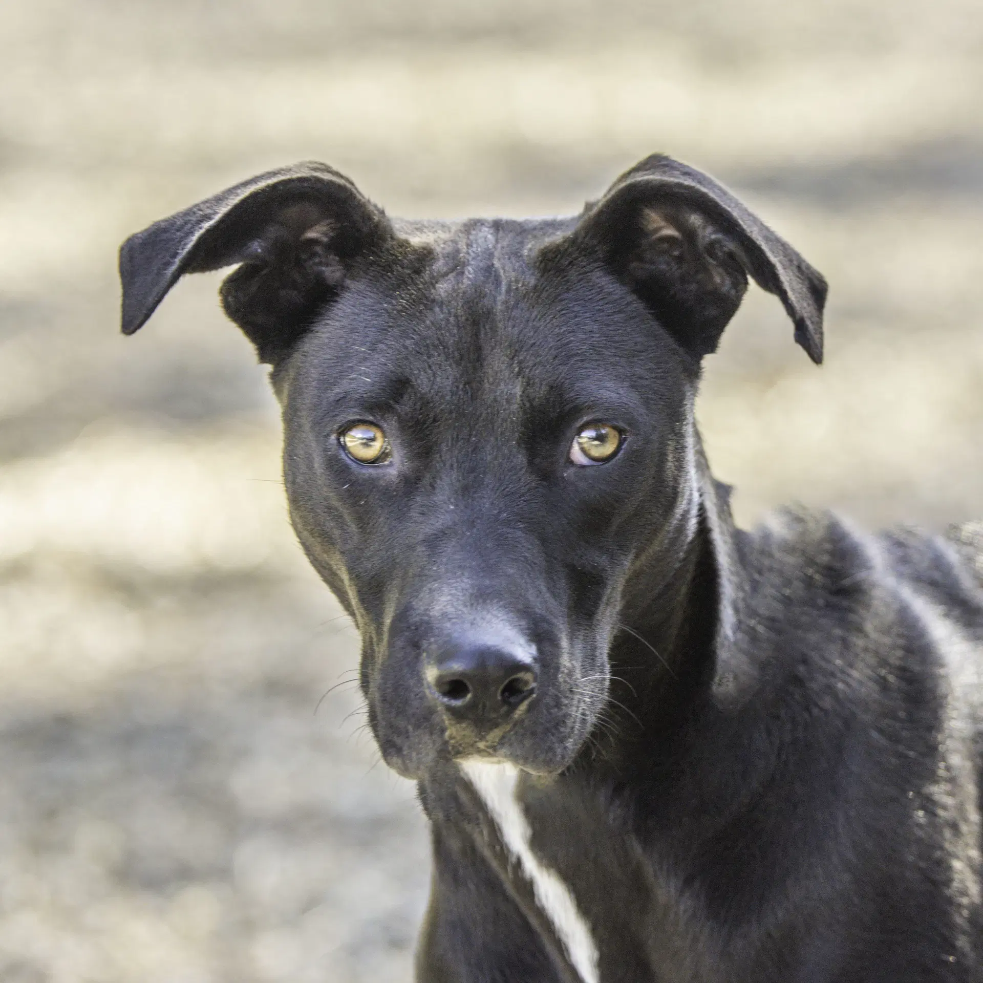 Lefou - Terrier