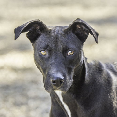 Lefou, an adoptable Terrier in Hilton Head, SC