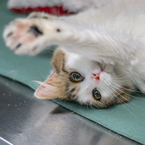 picture of the cat needing adoption