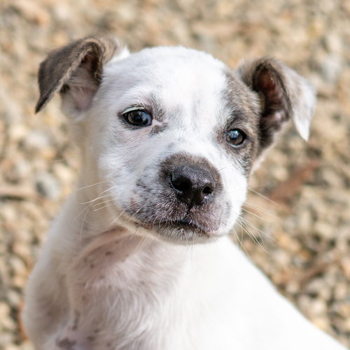 Pumpernickel, an adoptable Husky in Hilton Head, SC