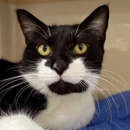 picture of the cat needing adoption