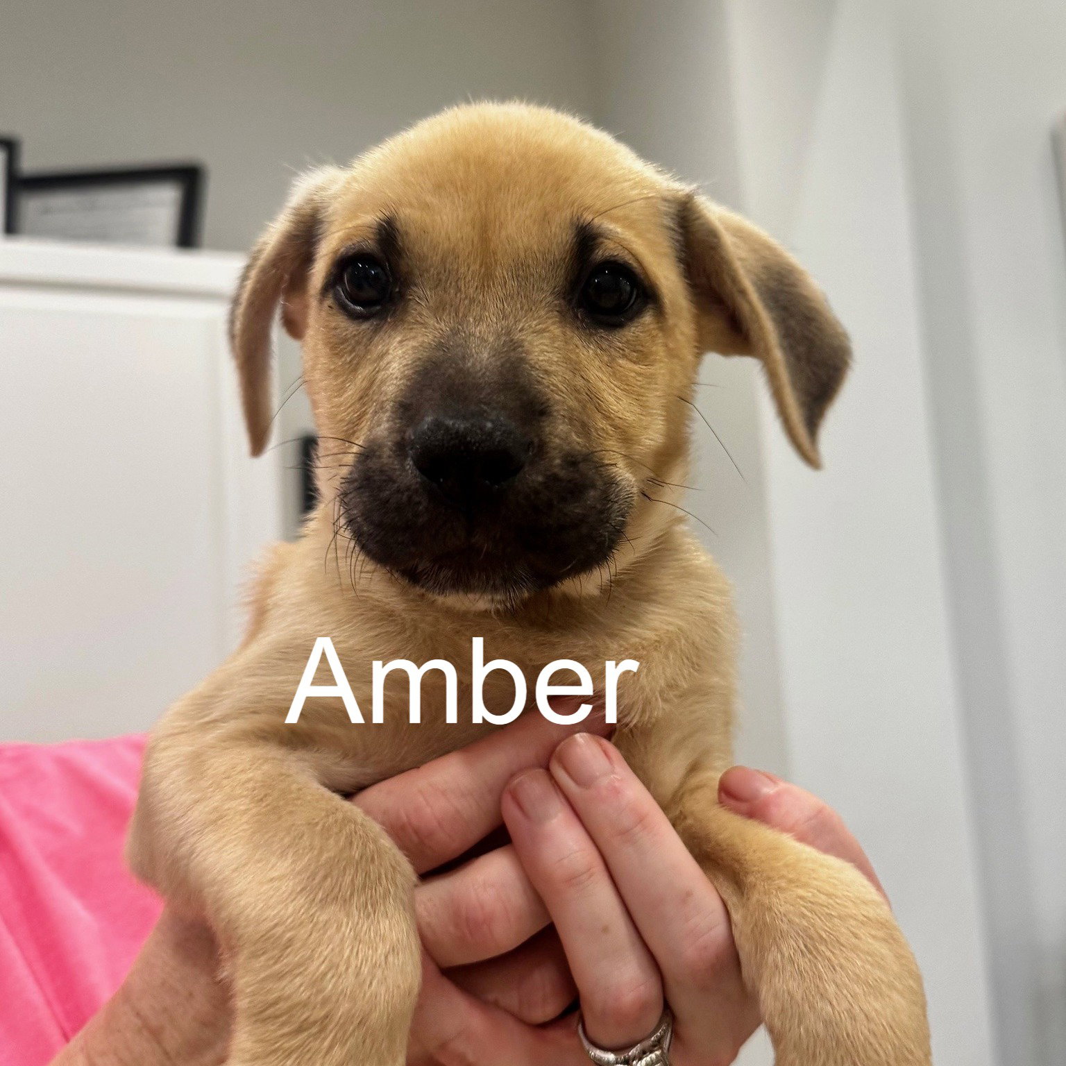 Amber Image