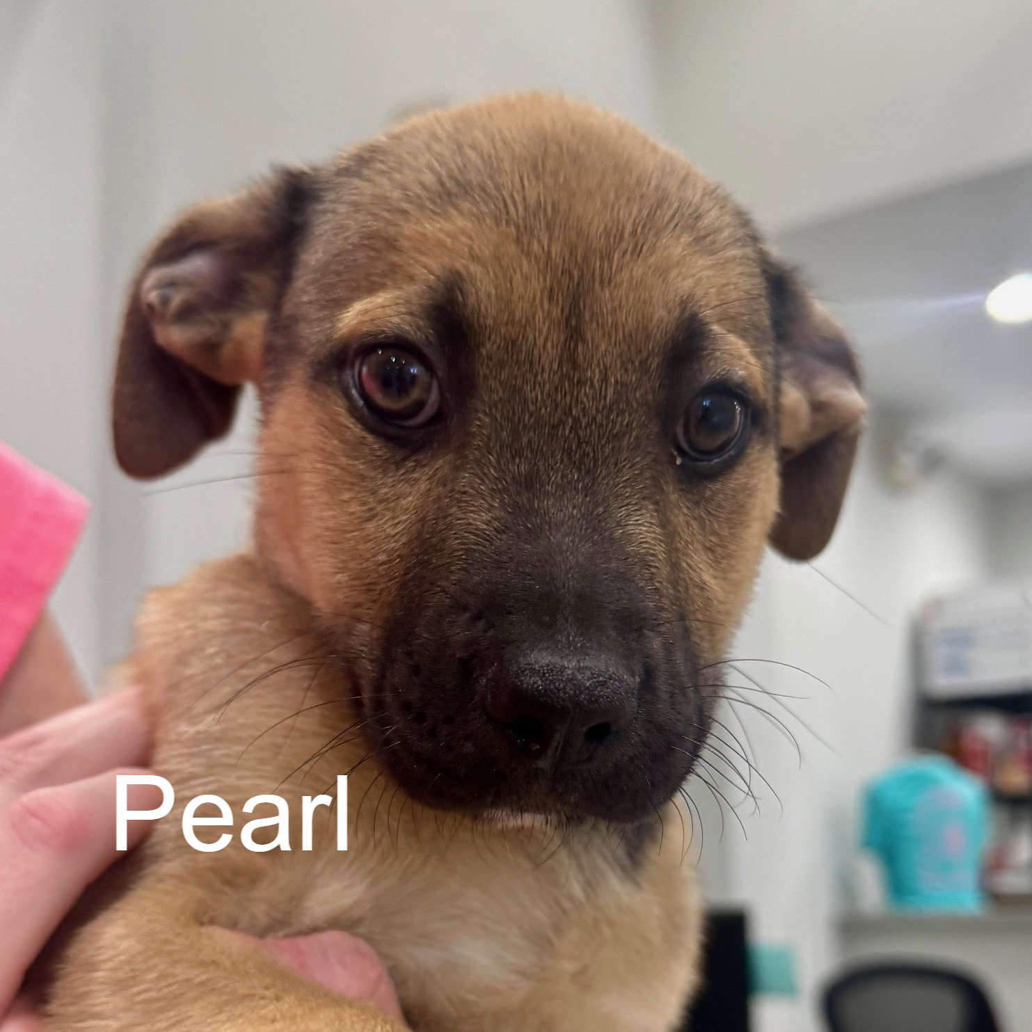 Pearl Image