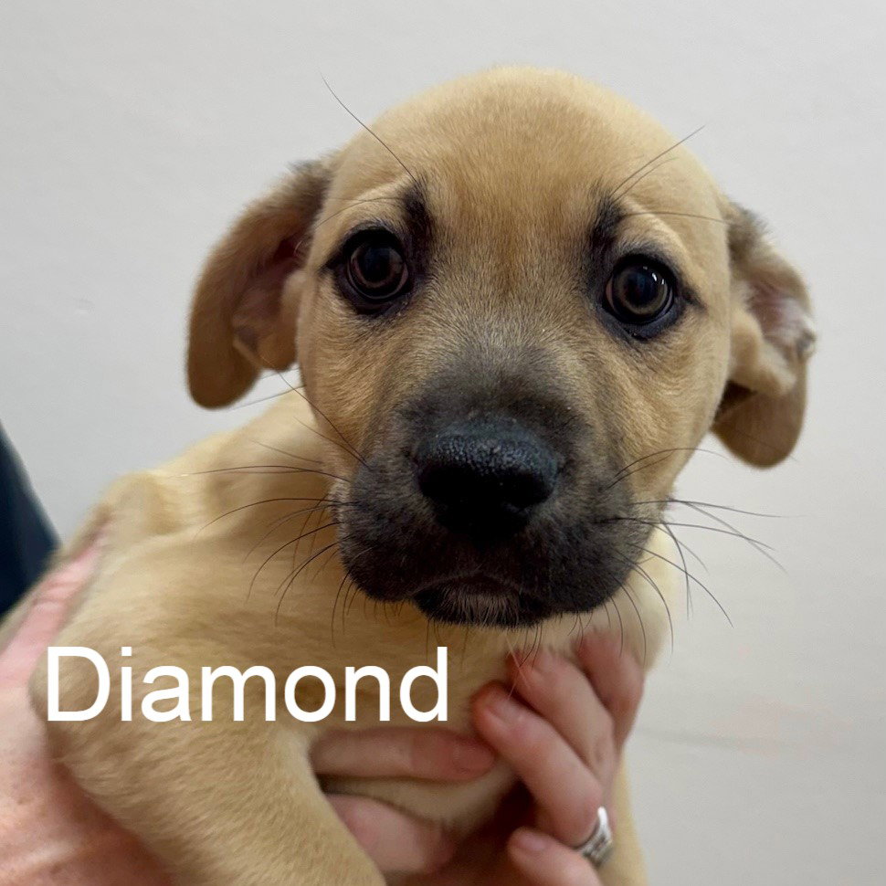 Diamond Image