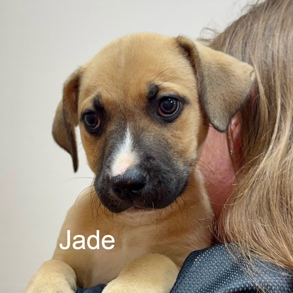 Jade Image