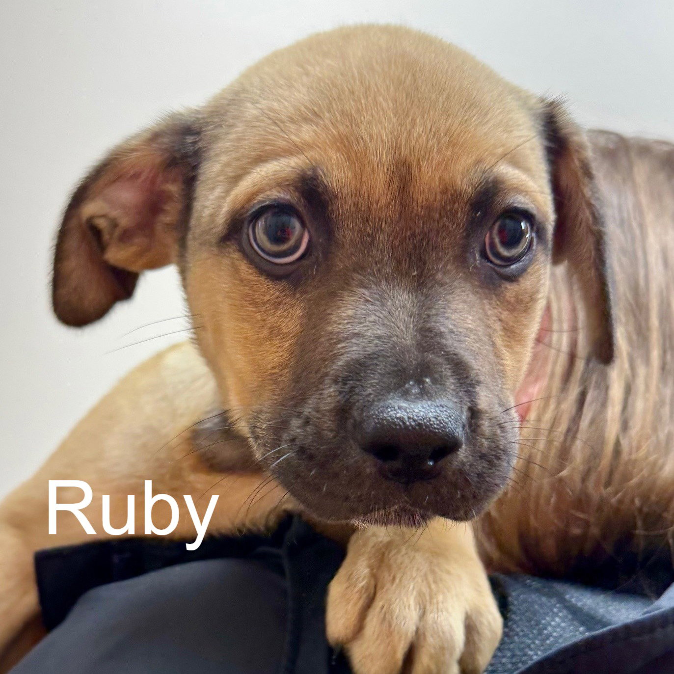 Ruby Image