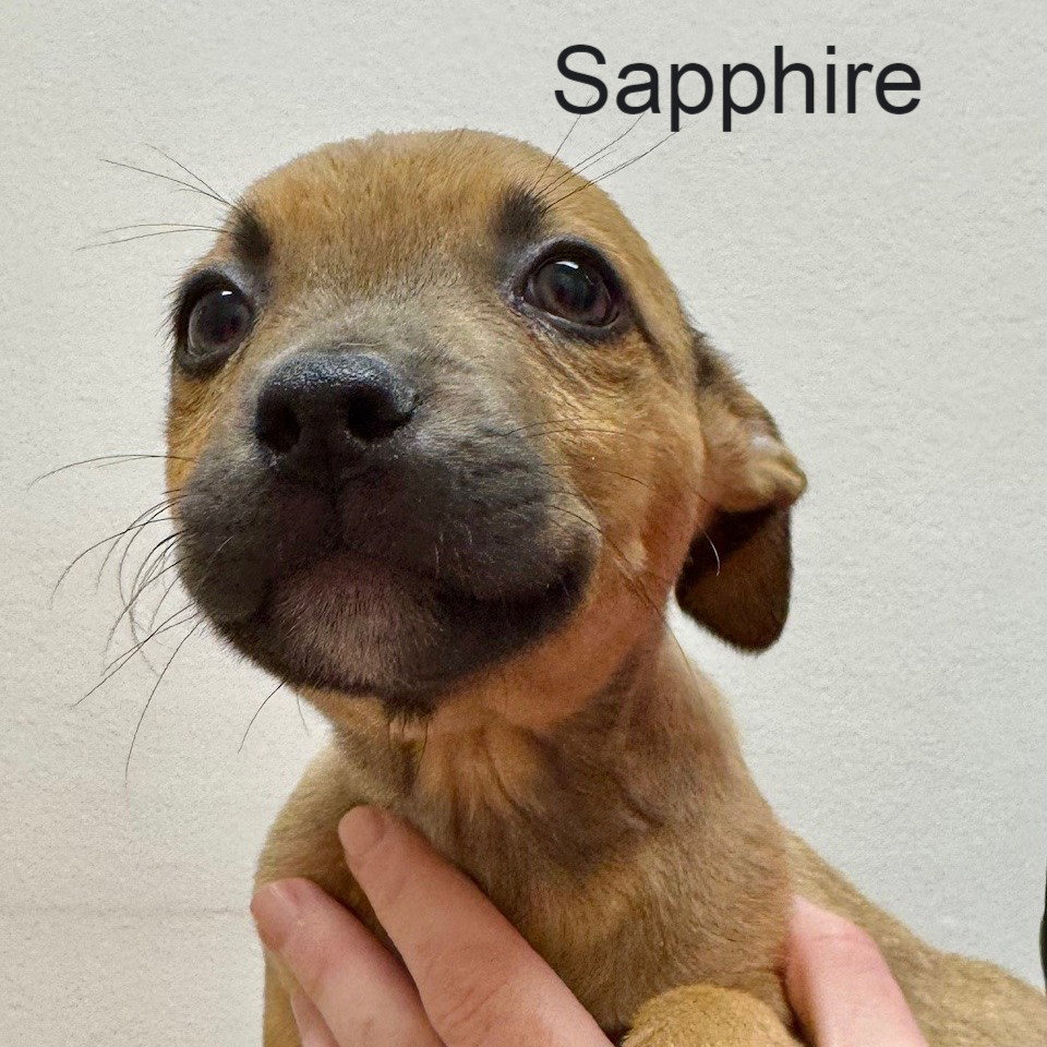 Sapphire Image