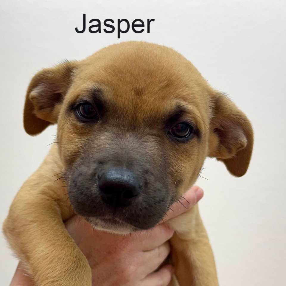 Jasper Image