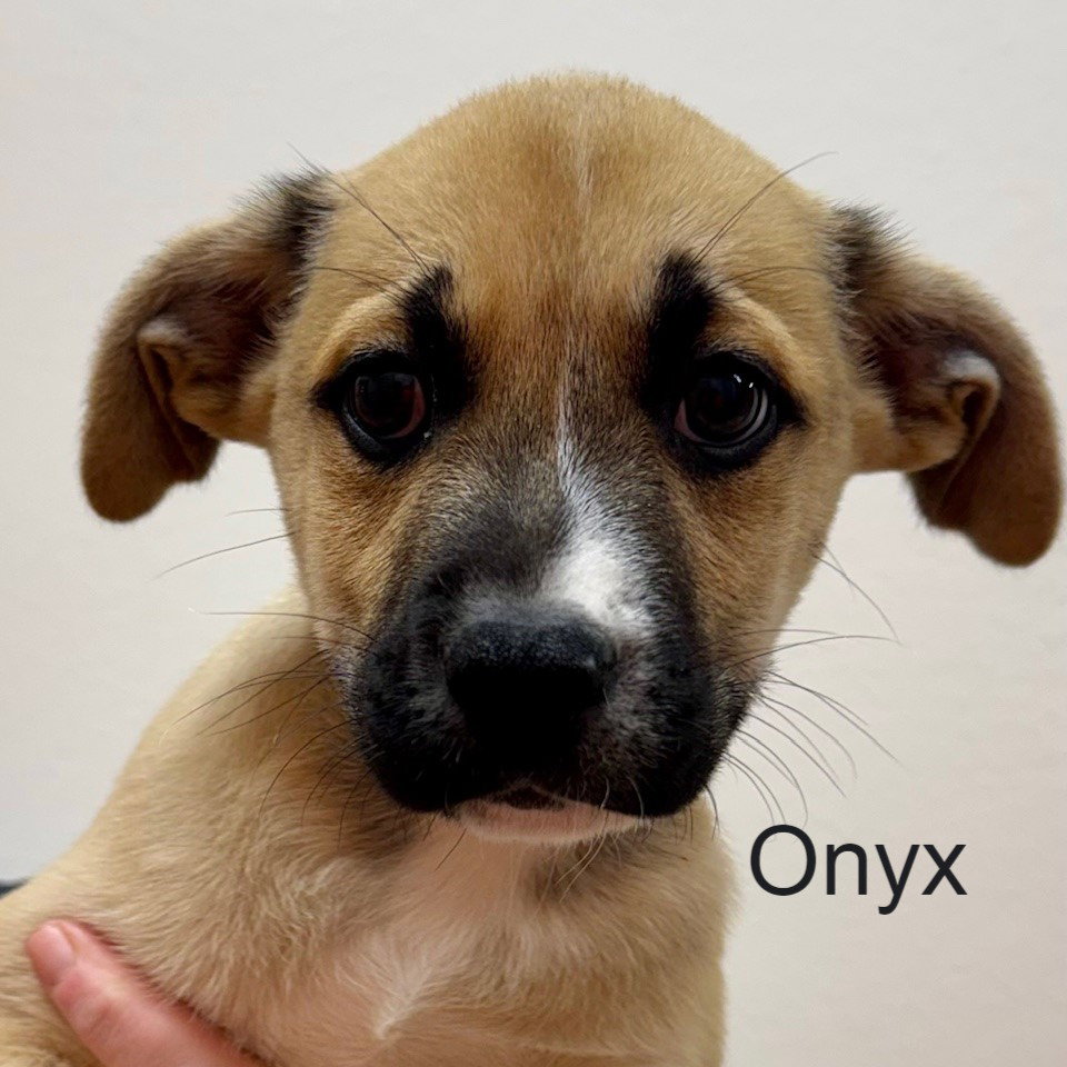 Onyx Image