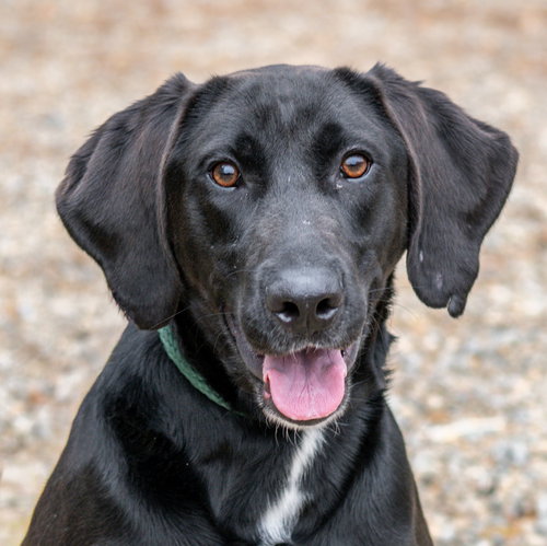 Odin, an adoptable Labrador Retriever in Hilton Head, SC