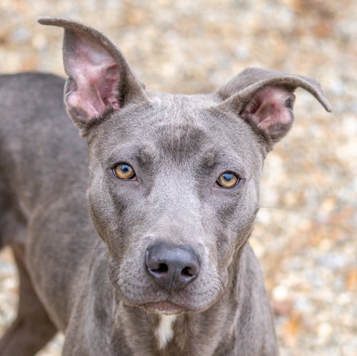 Earl Grey, an adoptable Weimaraner in Hilton Head, SC