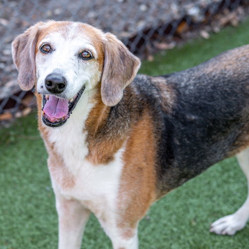 Macy, an adoptable Hound in Hilton Head, SC