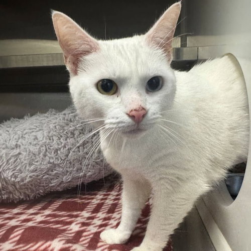 picture of the cat needing adoption