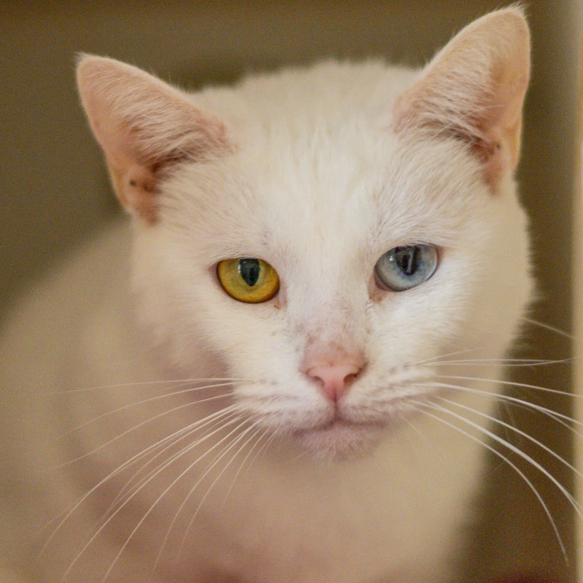 Gemini - Domestic Short Hair