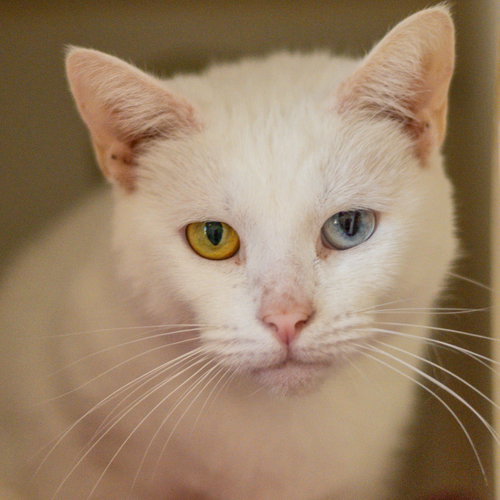 Gemini, Adult Domestic Short Hair (short coat), cat for adoption in Hilton Head Island, South Carolina
