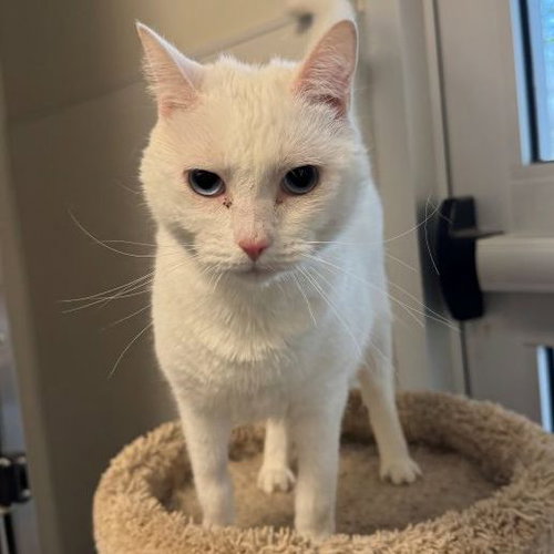 Junie, Baby Domestic Short Hair (short coat), cat for adoption in Hilton Head Island, South Carolina