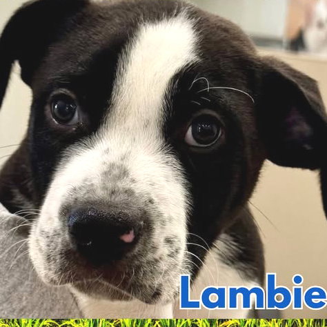 Lambie Image
