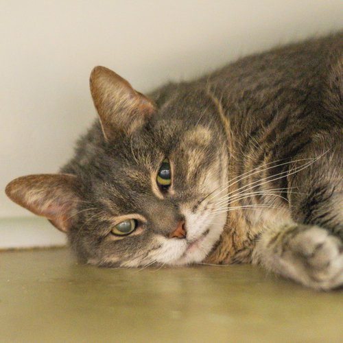 Narcissa, an adoptable Domestic Short Hair in Hilton Head, SC