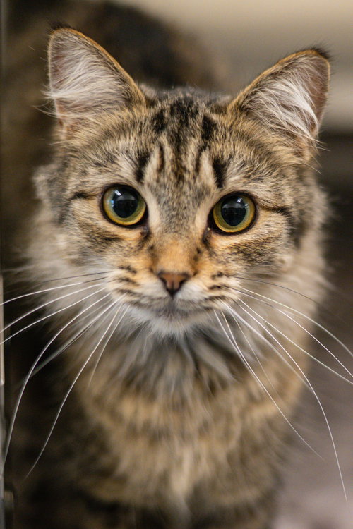 ITSY - Domestic Short Hair available for adoption